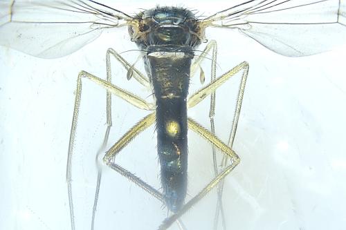 Réf. 345 594 : Sciapus pallens